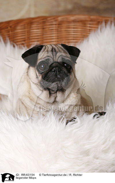 liegender Mops / lying pug / RR-63154