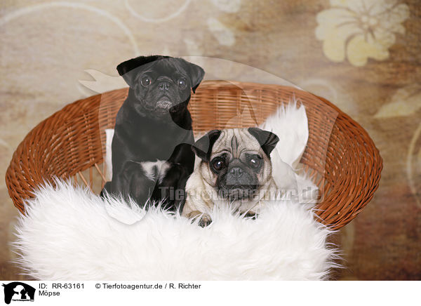 Mpse / pugs / RR-63161
