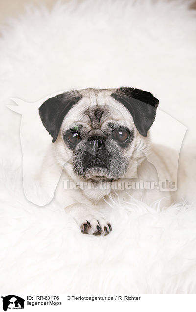 liegender Mops / lying pug / RR-63176