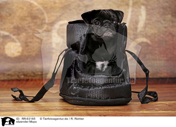 sitzender Mops / sitting Pug / RR-63185