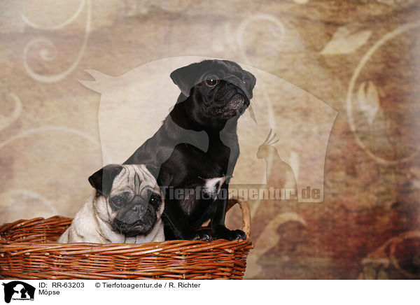 M�pse / pugs / RR-63203