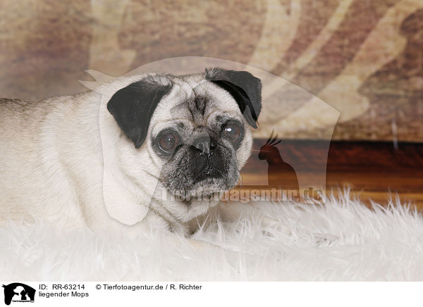 liegender Mops / lying pug / RR-63214