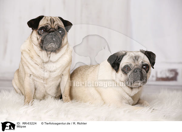M�pse / pugs / RR-63224