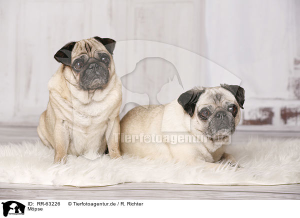 M�pse / pugs / RR-63226