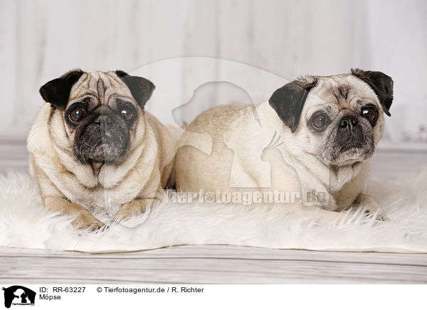 M�pse / pugs / RR-63227