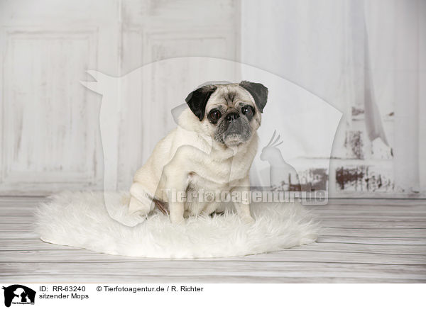 sitzender Mops / sitting Pug / RR-63240