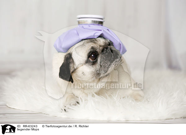 liegender Mops / RR-63243