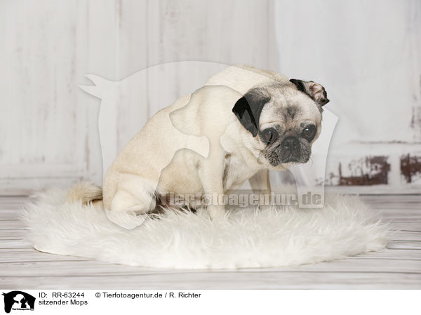 sitzender Mops / sitting Pug / RR-63244