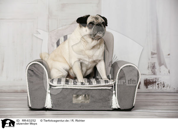 sitzender Mops / RR-63252