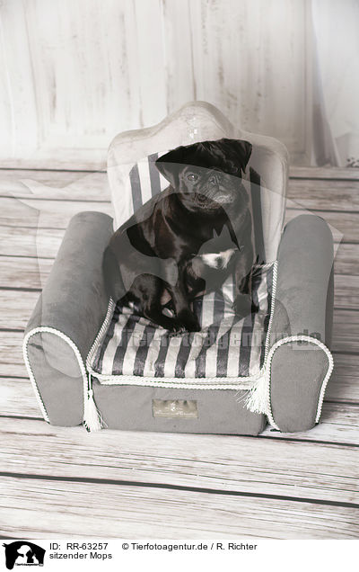 sitzender Mops / sitting Pug / RR-63257