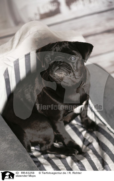 sitzender Mops / sitting Pug / RR-63258