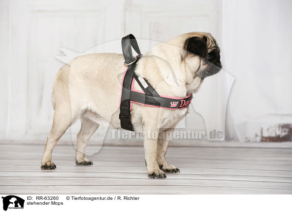 stehender Mops / standing pug / RR-63260