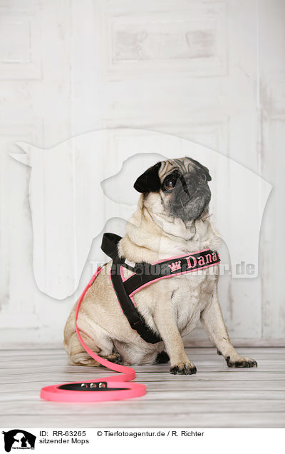 sitzender Mops / sitting Pug / RR-63265