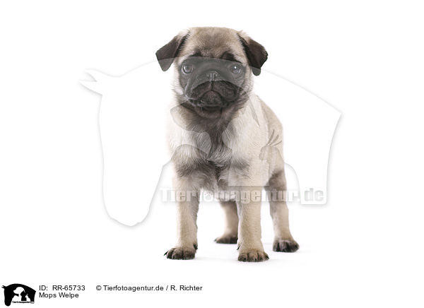 Mops Welpe / RR-65733