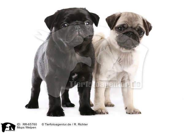 Mops Welpen / RR-65760