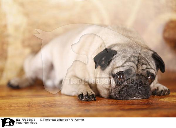 liegender Mops / lying pug / RR-65873
