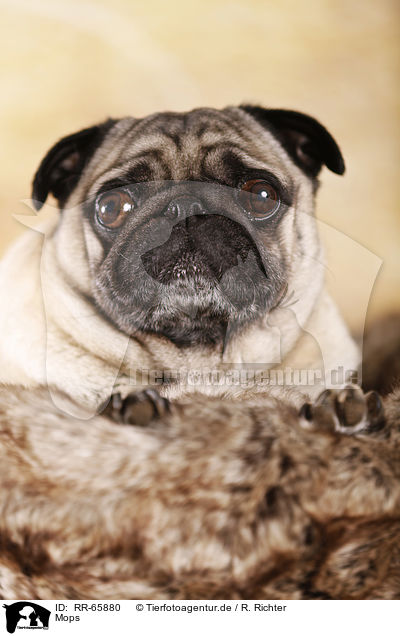 Mops / pug / RR-65880