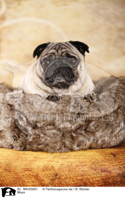 Mops / pug / RR-65881