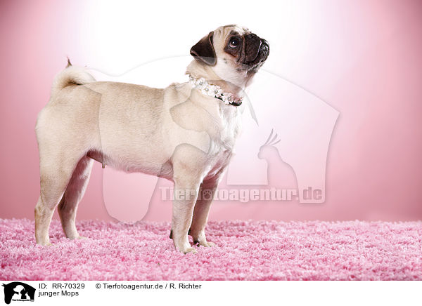 junger Mops / young pug / RR-70329