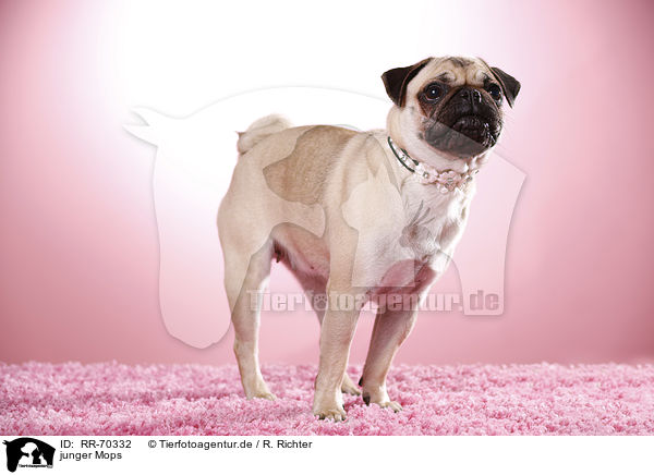 junger Mops / young pug / RR-70332