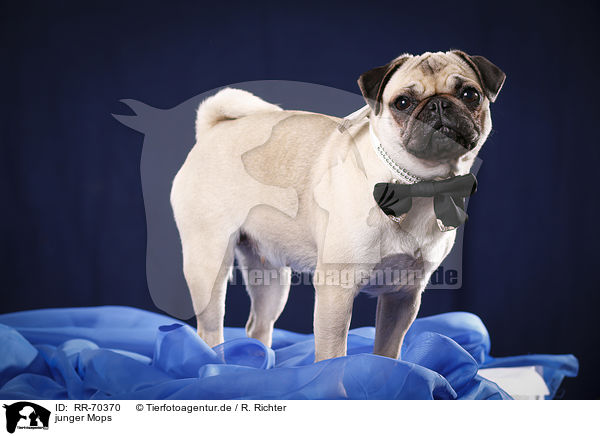 junger Mops / young pug / RR-70370