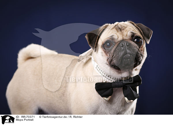 Mops Portrait / pug portrait / RR-70371