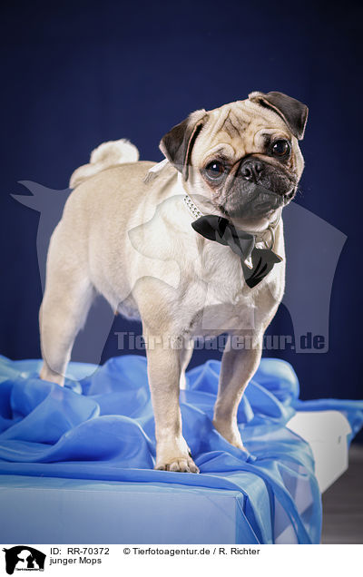 junger Mops / young pug / RR-70372
