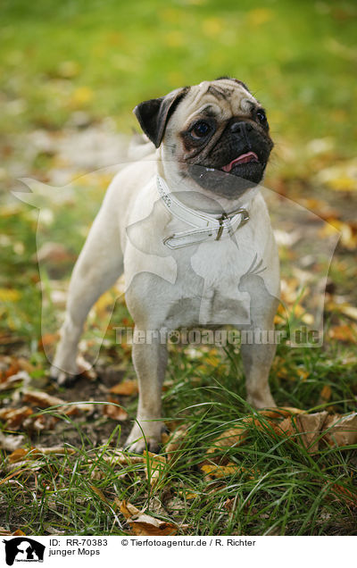 junger Mops / young pug / RR-70383