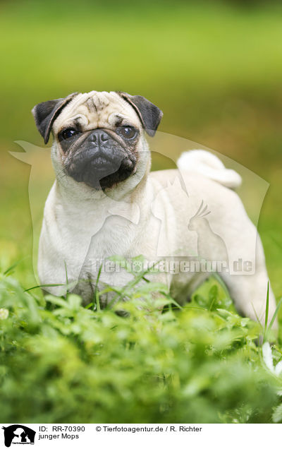 junger Mops / young pug / RR-70390