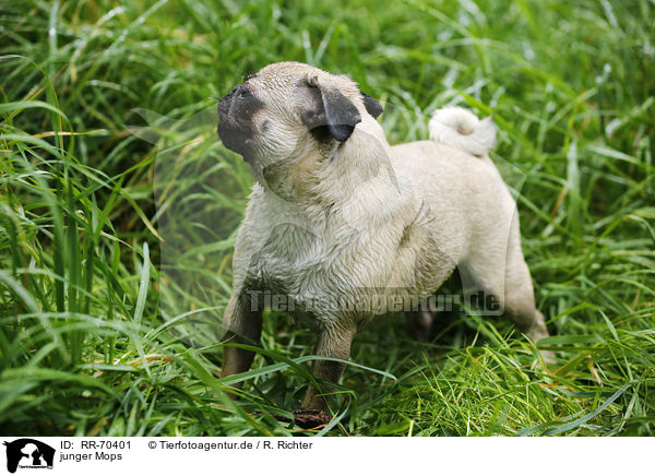 junger Mops / young pug / RR-70401