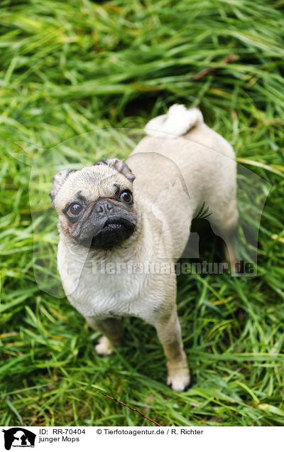 junger Mops / young pug / RR-70404