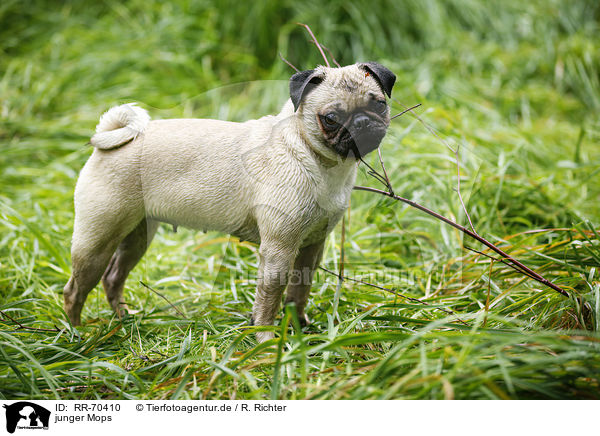 junger Mops / young pug / RR-70410