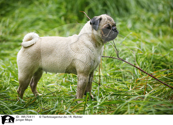 junger Mops / young pug / RR-70411