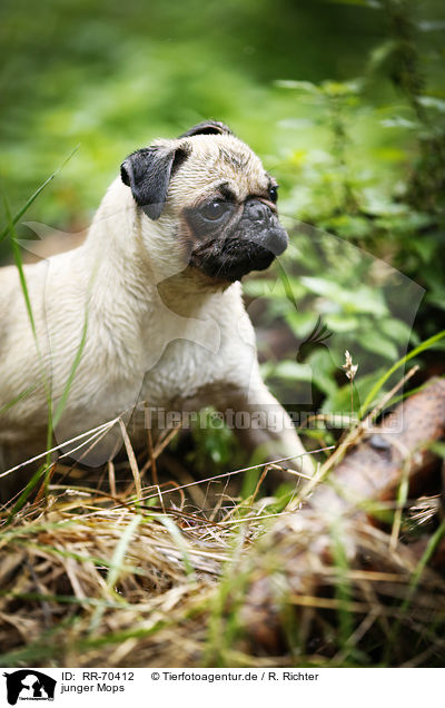 junger Mops / young pug / RR-70412