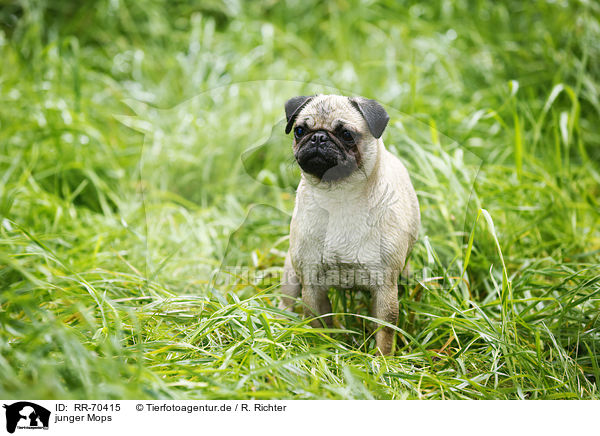 junger Mops / young pug / RR-70415