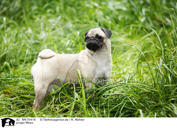 junger Mops / young pug / RR-70416