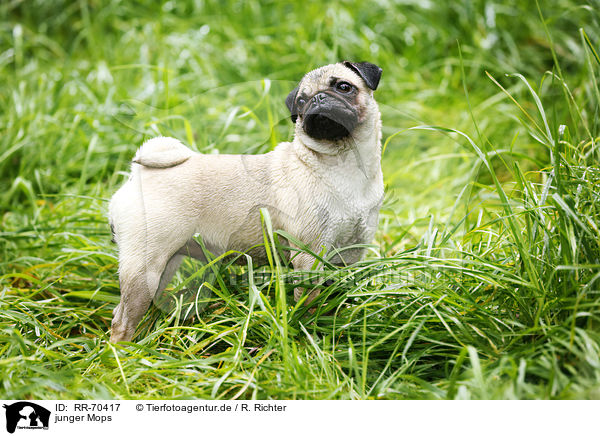 junger Mops / young pug / RR-70417