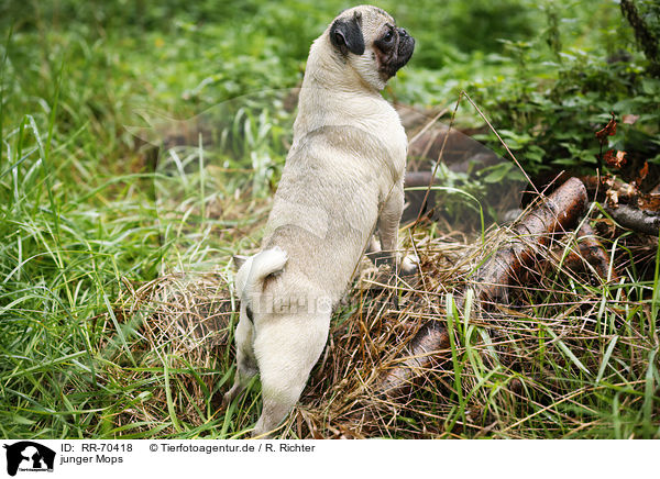 junger Mops / young pug / RR-70418