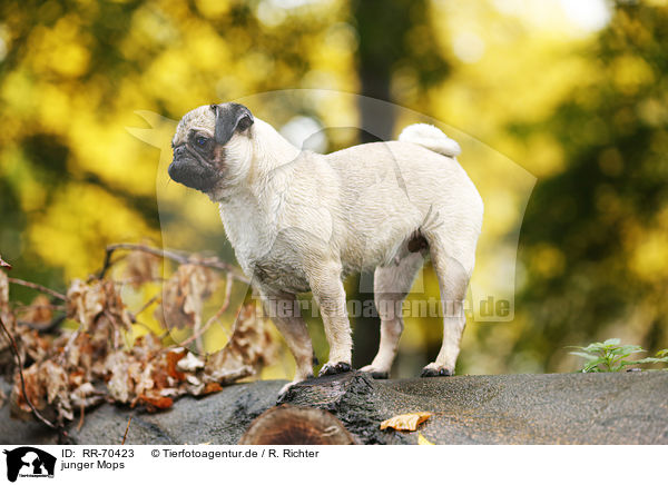 junger Mops / young pug / RR-70423