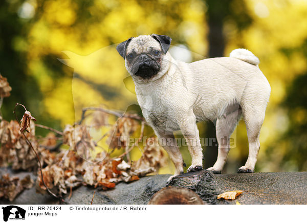 junger Mops / young pug / RR-70424