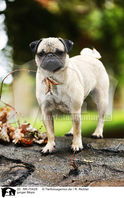 junger Mops / young pug / RR-70429