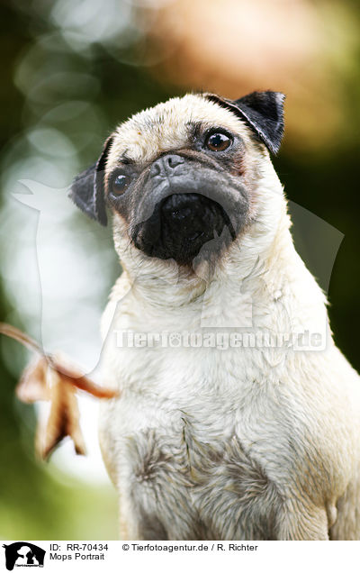 Mops Portrait / pug portrait / RR-70434