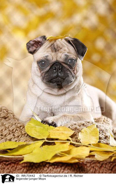 liegender junger Mops / lying young pug / RR-70442