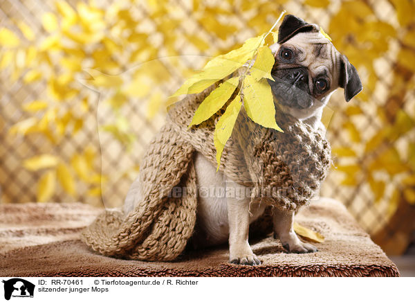 sitzender junger Mops / sitting young pug / RR-70461