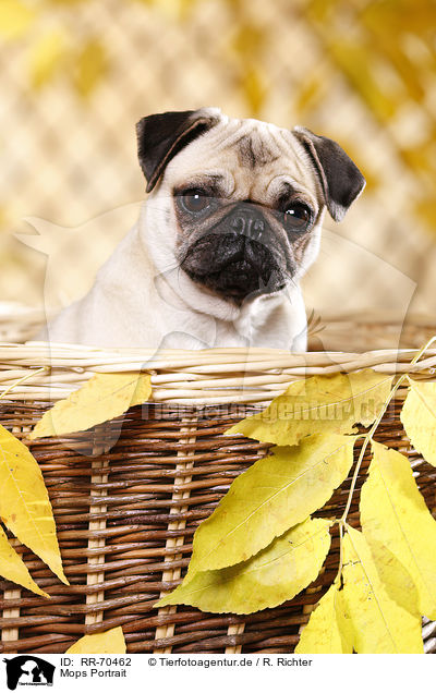 Mops Portrait / pug portrait / RR-70462