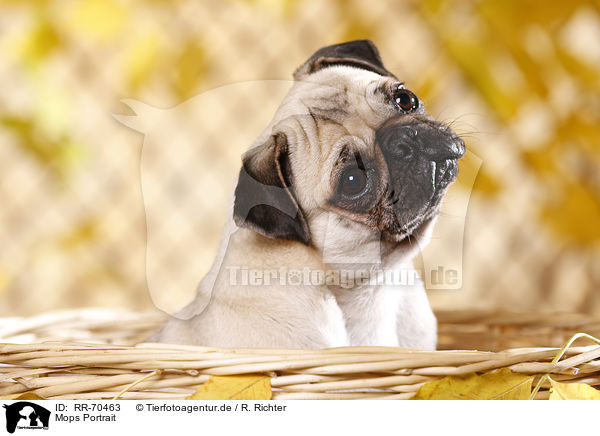 Mops Portrait / pug portrait / RR-70463