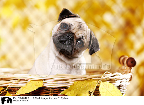 Mops Portrait / pug portrait / RR-70465