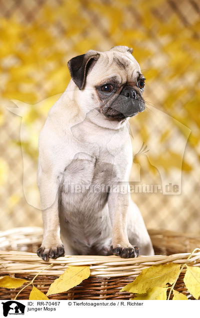 junger Mops / young pug / RR-70467