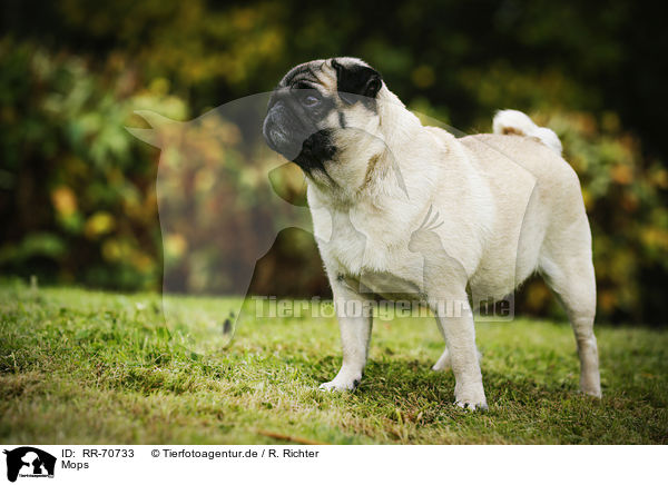 Mops / pug / RR-70733