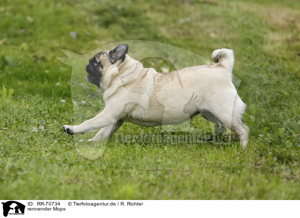rennender Mops / running pug / RR-70734